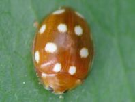 Vibidia duodecimguttata