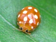Vibidia duodecimguttata