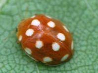 Vibidia duodecimguttata