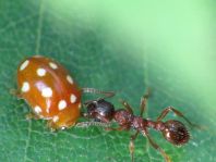 Vibidia duodecimguttata
