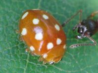 Vibidia duodecimguttata
