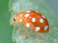 Vibidia duodecimguttata