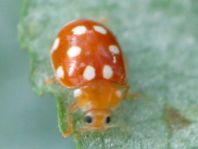 Vibidia duodecimguttata