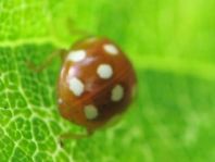 Vibidia duodecimguttata