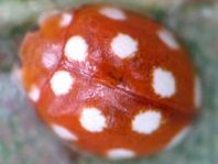 Vibidia duodecimguttata
