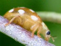 Vibidia duodecimguttata