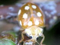Vibidia duodecimguttata