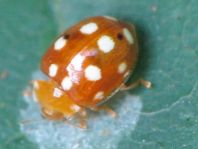 Vibidia duodecimguttata