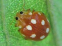 Vibidia duodecimguttata