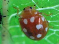 Vibidia duodecimguttata