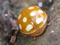 Vibidia duodecimguttata