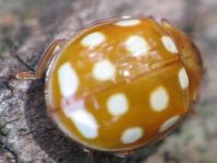 Vibidia duodecimguttata