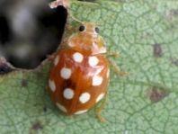 Vibidia duodecimguttata