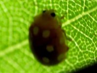 Vibidia duodecimguttata