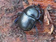 Waldmistkäfer, Anoplotrupes stercorosus