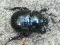 Waldmistkäfer, Anoplotrupes stercorosus