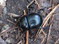 Waldmistkäfer, Anoplotrupes stercorosus