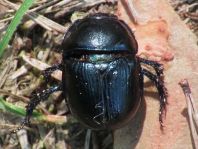 Waldmistkäfer, Anoplotrupes stercorosus