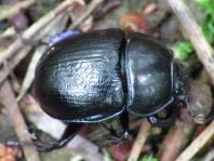 Waldmistkäfer, Anoplotrupes stercorosus