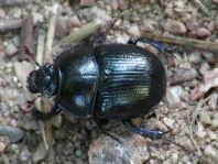 Waldmistkäfer, Anoplotrupes stercorosus