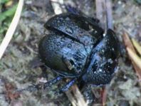 Waldmistkäfer, Anoplotrupes stercorosus