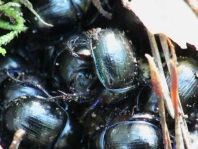 Waldmistkäfer, Anoplotrupes stercorosus
