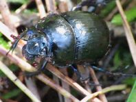 Waldmistkäfer, Anoplotrupes stercorosus