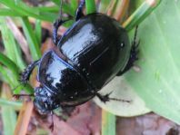 Waldmistkäfer, Anoplotrupes stercorosus
