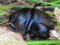 Waldmistkäfer, Anoplotrupes stercorosus