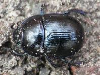 Waldmistkäfer, Anoplotrupes stercorosus