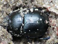 Waldmistkäfer, Anoplotrupes stercorosus