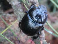 Waldmistkäfer, Anoplotrupes stercorosus