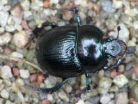 Waldmistkäfer, Anoplotrupes stercorosus