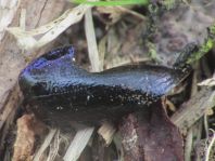 Waldmistkäfer, Anoplotrupes stercorosus
