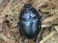 Waldmistkäfer, Anoplotrupes stercorosus