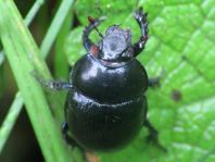 Waldmistkäfer, Anoplotrupes stercorosus