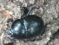 Waldmistkäfer, Anoplotrupes stercorosus
