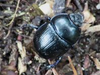 Waldmistkäfer, Anoplotrupes stercorosus