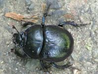 Waldmistkäfer, Anoplotrupes stercorosus