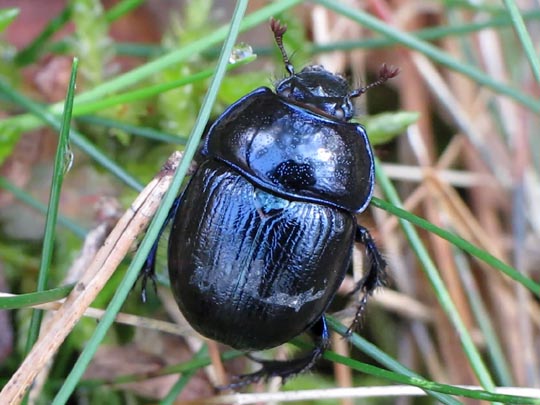 Waldmistkäfer, Anoplotrupes stercorosus
