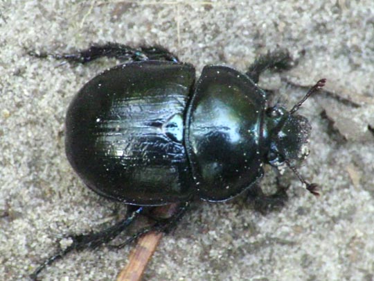 Waldmistkäfer, Anoplotrupes stercorosus