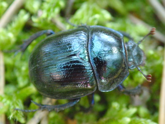 Waldmistkäfer, Anoplotrupes stercorosus