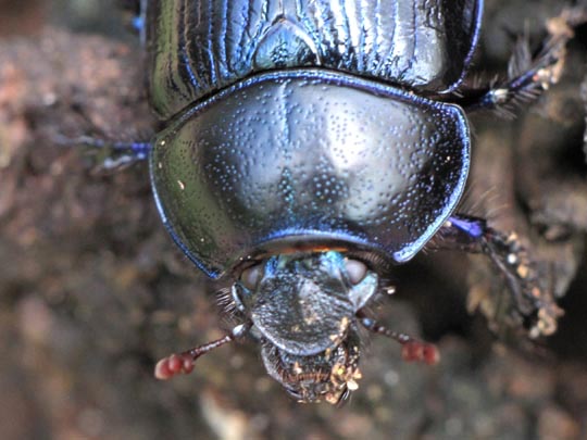 Waldmistkäfer, Anoplotrupes stercorosus