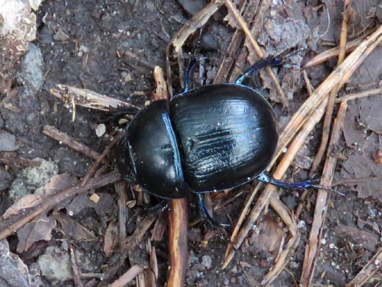Waldmistkäfer, Anoplotrupes stercorosus