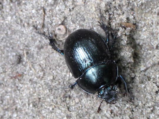 Waldmistkäfer, Anoplotrupes stercorosus