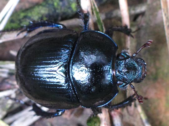 Waldmistkäfer, Anoplotrupes cf. stercorosus