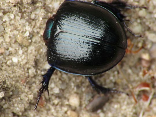 Waldmistkäfer, Anoplotrupes stercorosus