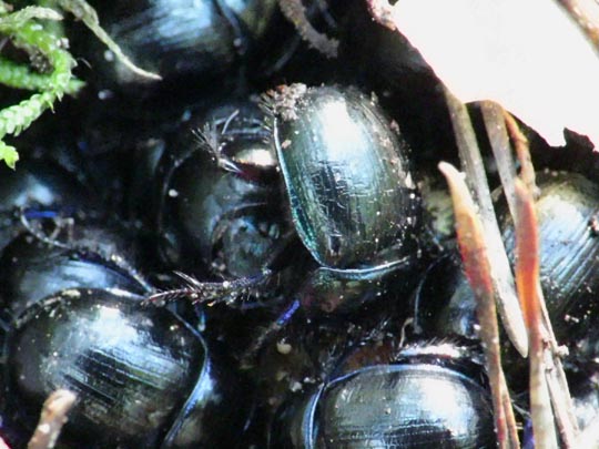 Waldmistkäfer, Anoplotrupes stercorosus