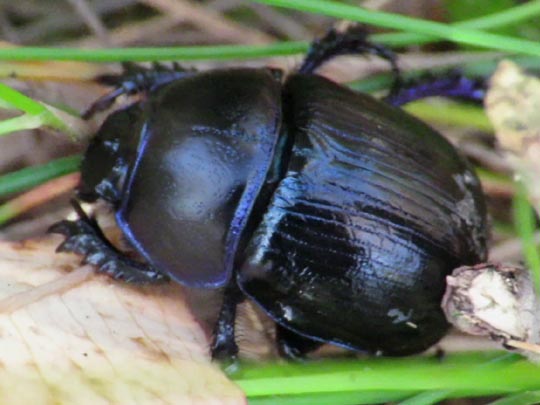 Waldmistkäfer, Anoplotrupes stercorosus
