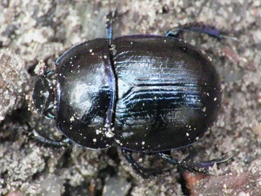Waldmistkäfer, Anoplotrupes stercorosus